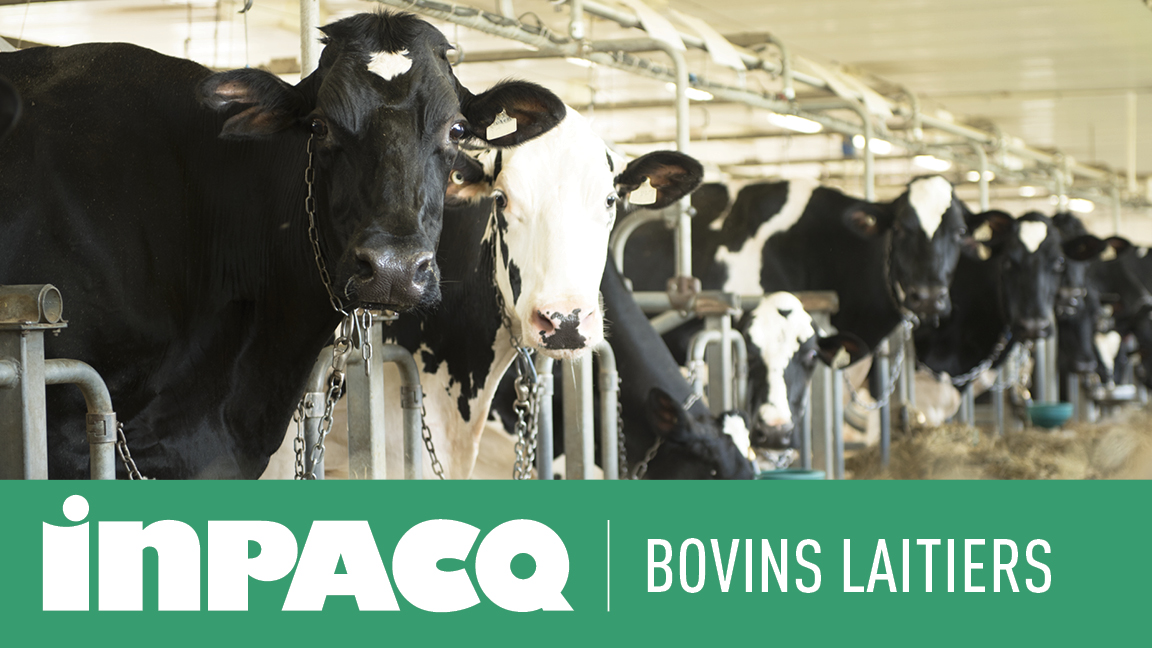INPACQ Bovins laitiers