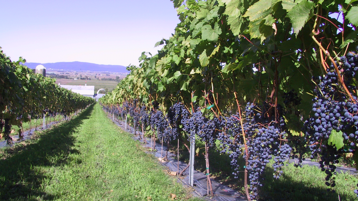 Matinée au Vignoble Les Petits Cailloux