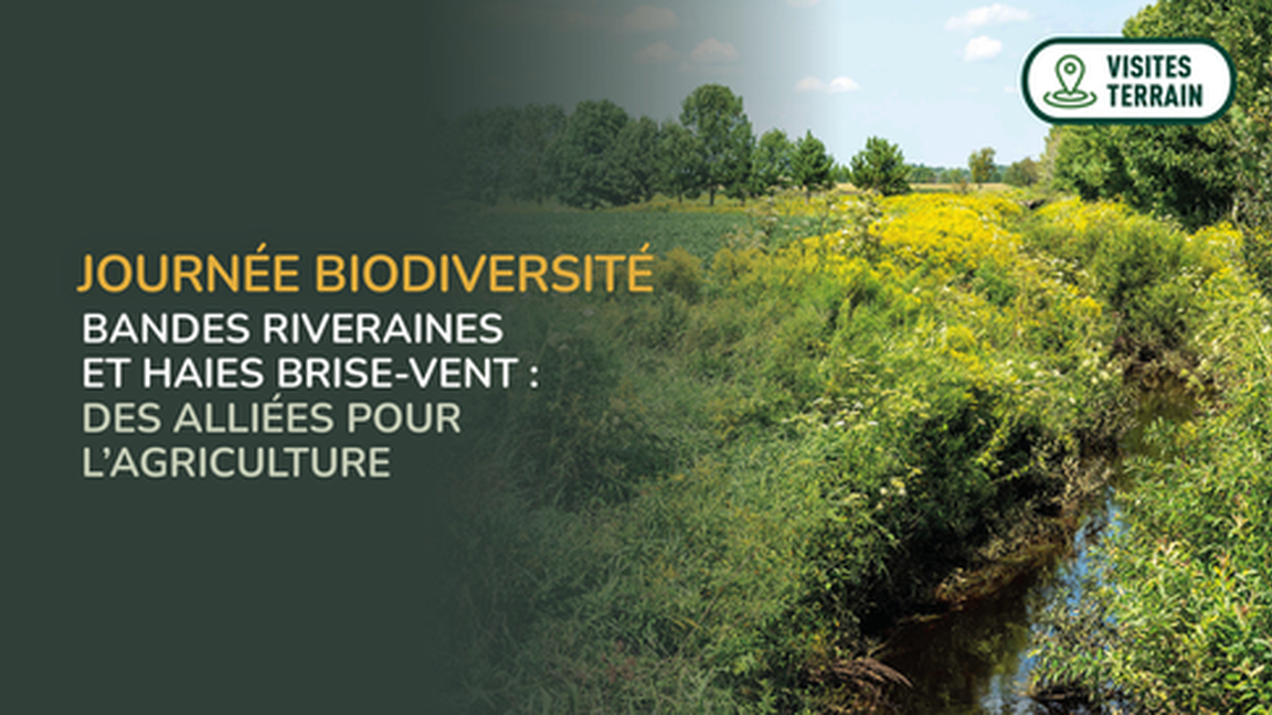 Journée biodiversité - Bandes riveraines et haies brise-vent: des alliées pour l'agricilture