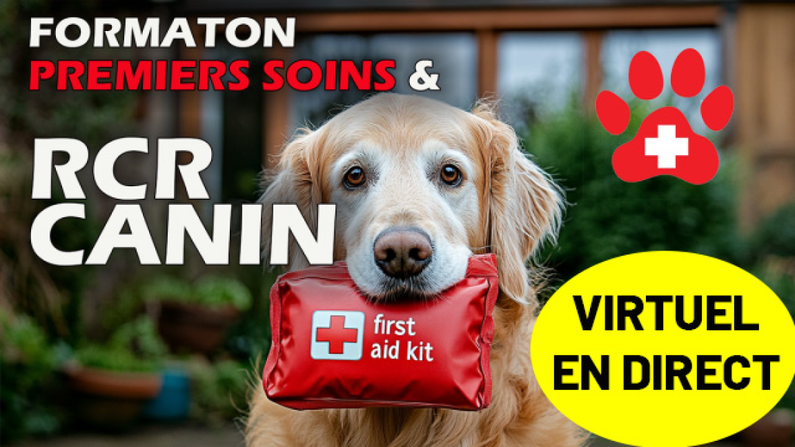 FORMATION PREMIERS SOINS & RCR CANIN