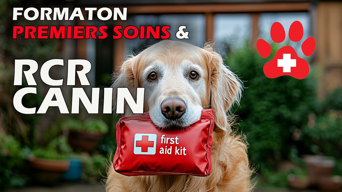 FORMATION PREMIERS SOINS & RCR CANIN