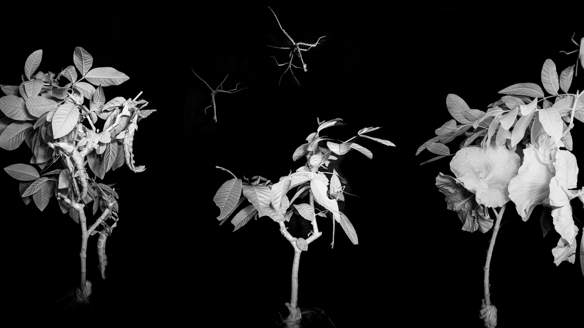 Que font les insectes la nuit? Échange avec des expert.es de l’Insectarium de Montréal