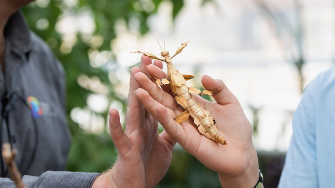 Visite guidée de l’exposition « Petit traité d’entomologie noctivague » et animation avec des insectes