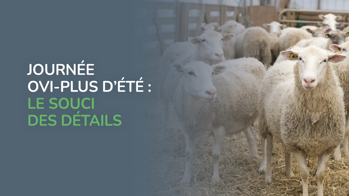 Journée Ovi-Plus d'été : le souci des détails