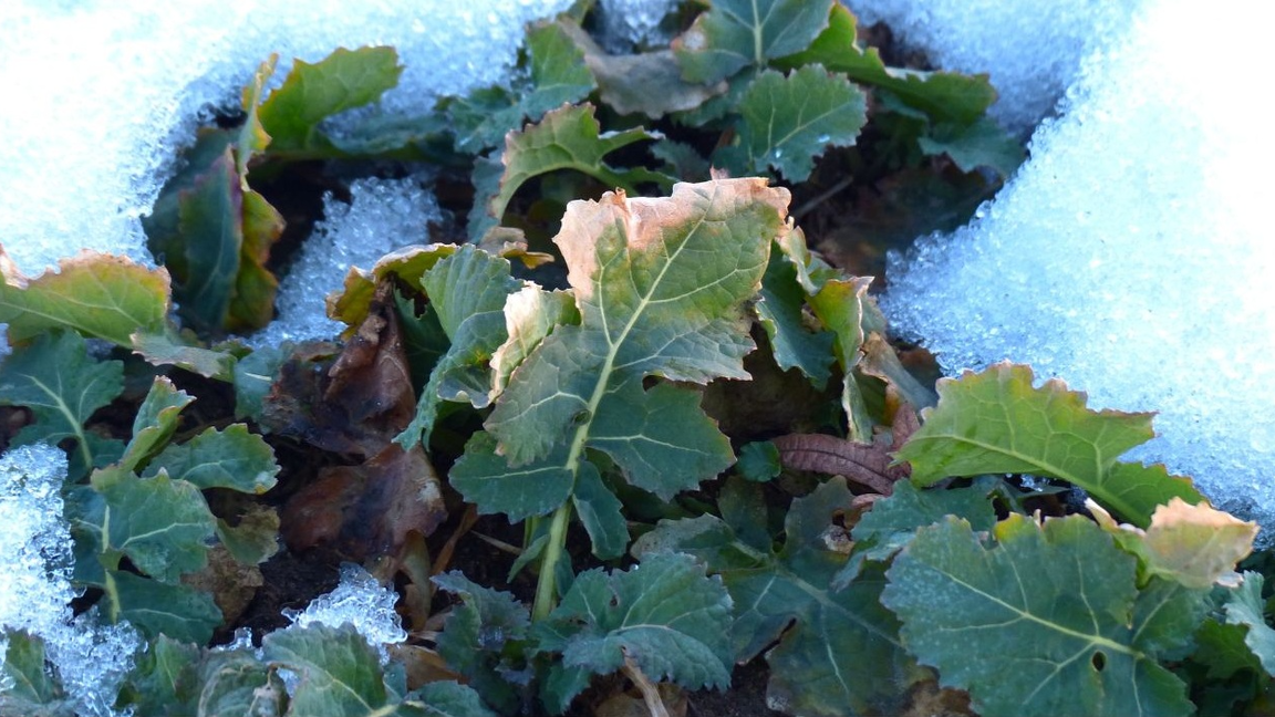 Conférence : La culture hivernale des légumes