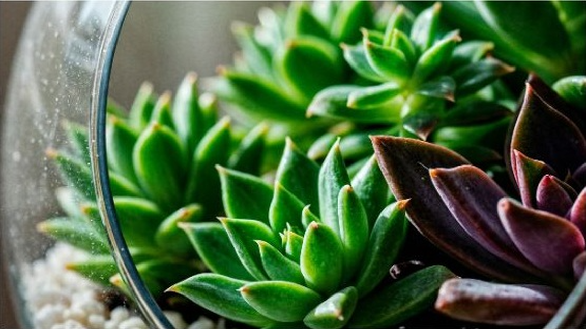 Atelier : Fabrication d’un terrarium