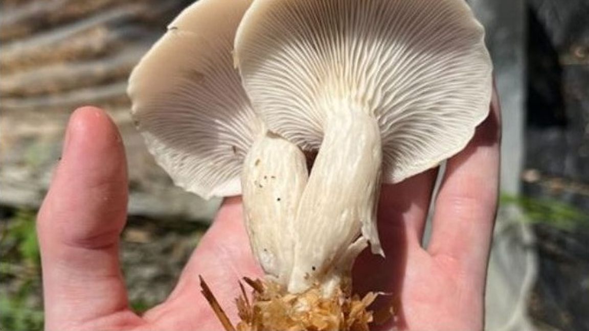 Atelier : Culture des champignons