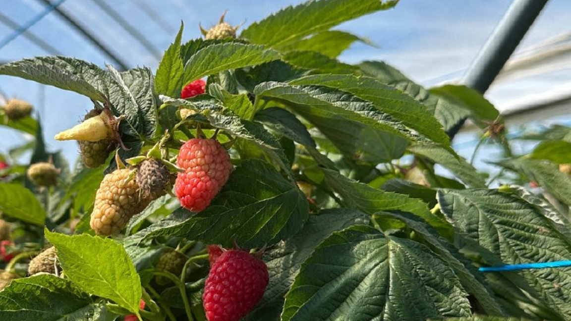 Vitrine de démonstration framboises hors sol - activité gratuite (frais de 25$ pour le diner)