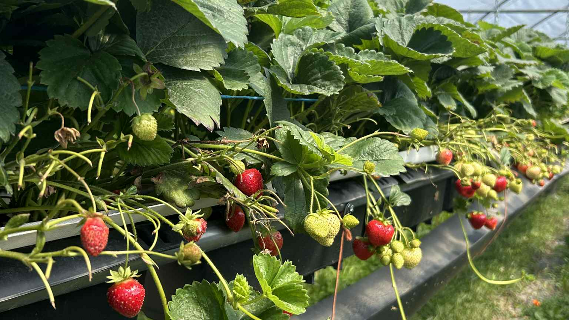 Vitrine de démonstration fraises hors-sol - activité gratuite (frais de 25$ pour le diner)
