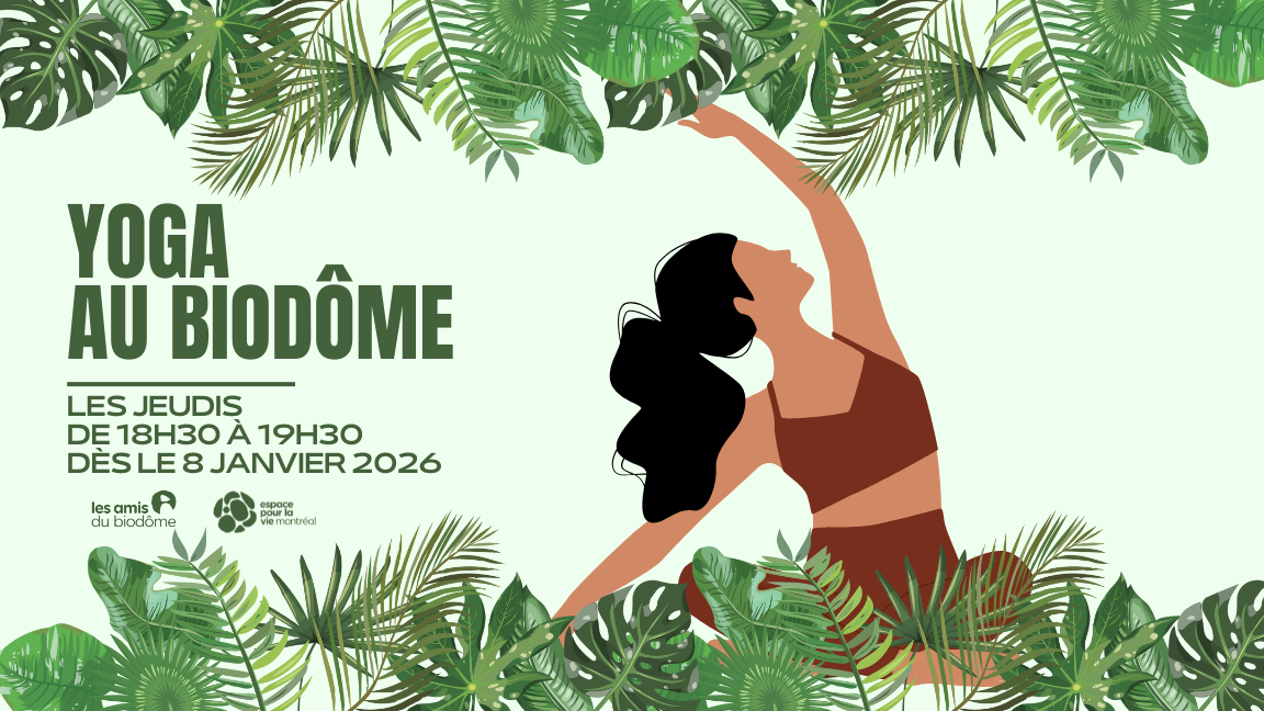 Yoga Adulte Forêt tropicale - Jeudis soirs 18h30-19h30