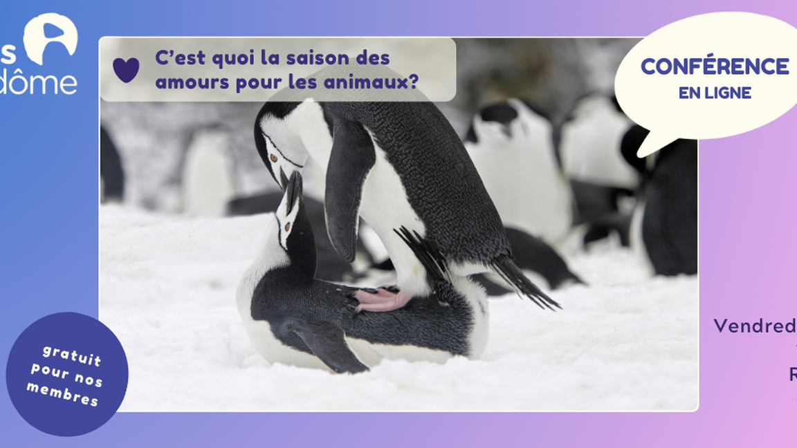 Conférence : c'est quoi la saison des amours chez les animaux ?