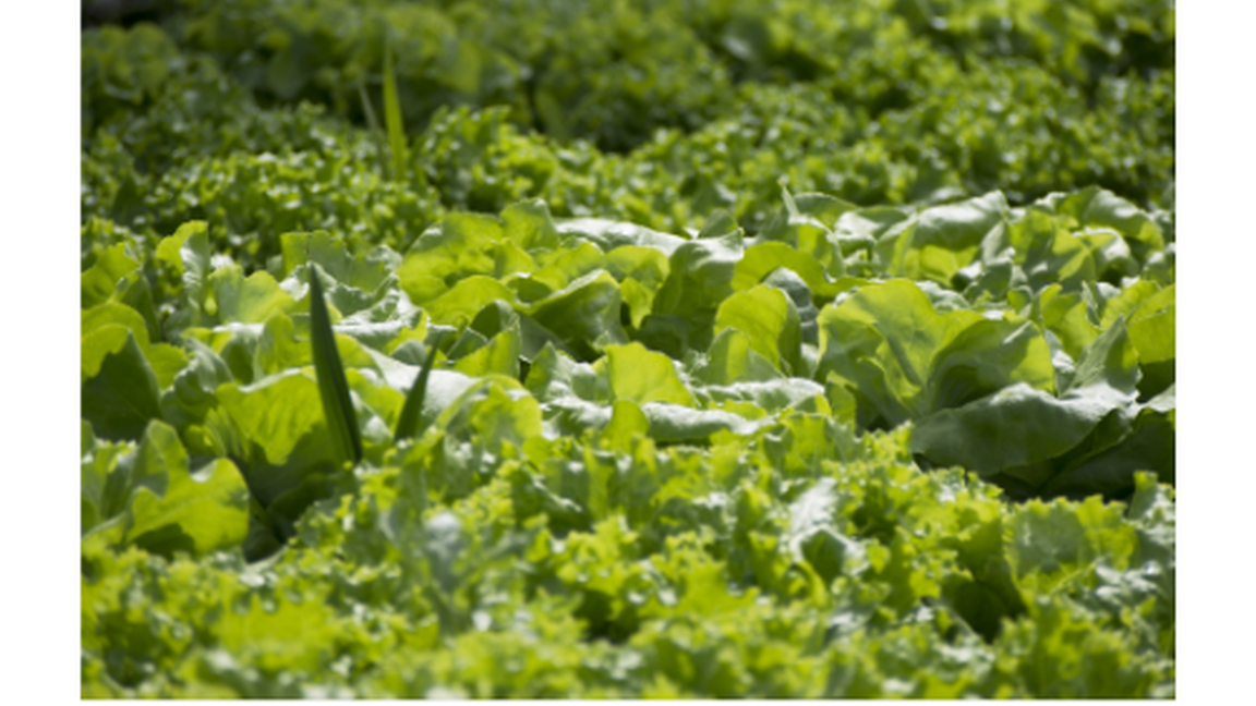 Planifier son potager