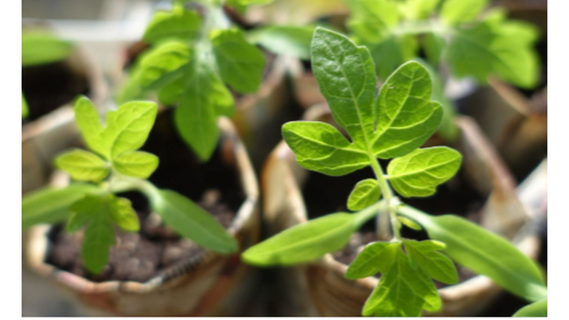 Lancement de la grainothèque : Faire ses semis