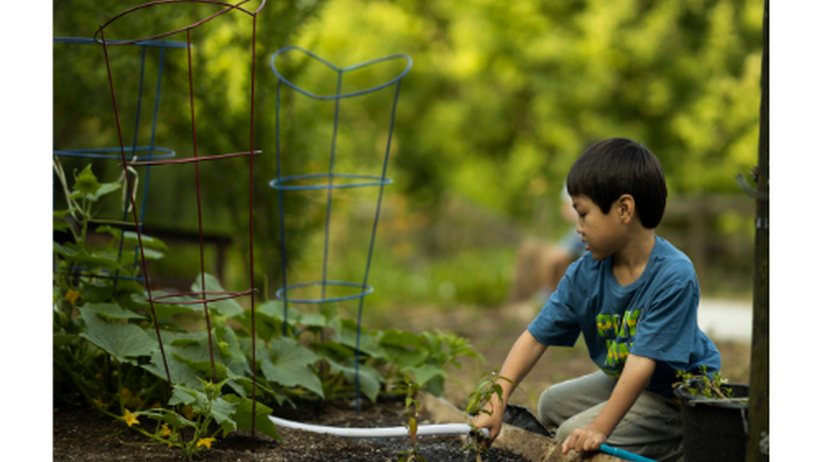 De la graine au potager