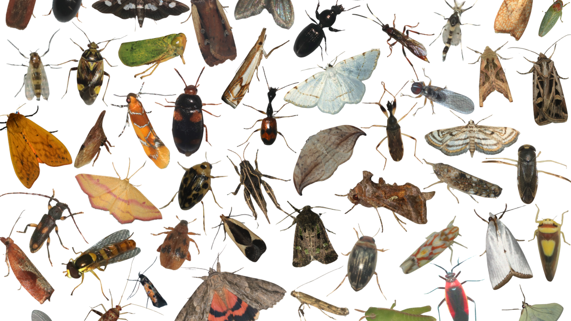 Cabarets scientifiques - Les insectes nocturnes