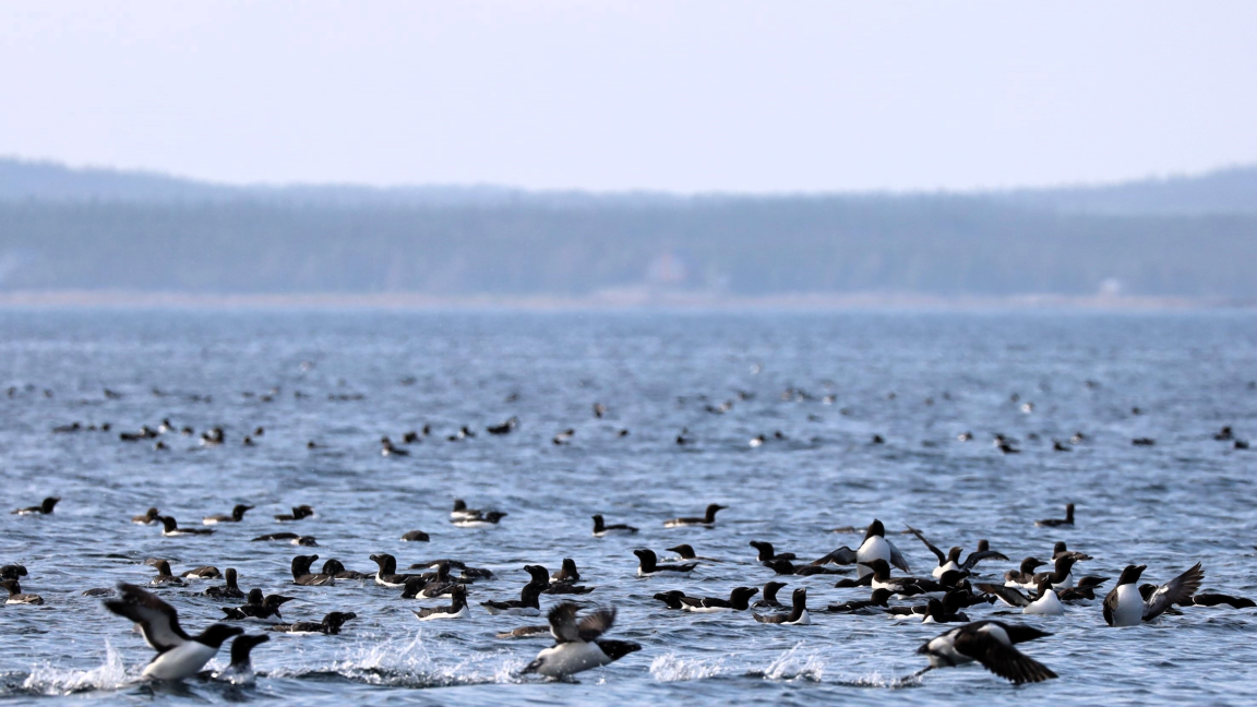 Cabarets scientifiques - Les oiseaux marins