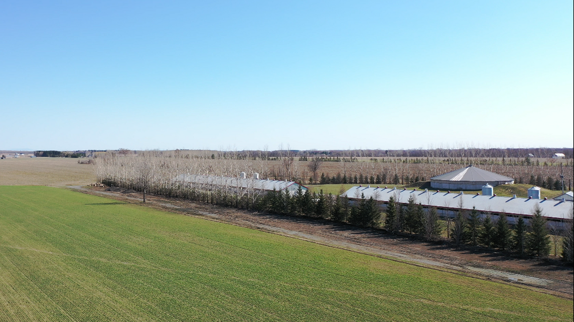 L'agroforesterie : quels bénéfices pour la production porcine au Québec?