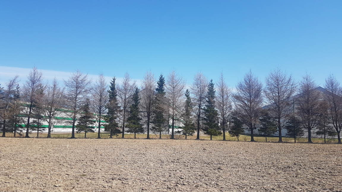 L'agroforesterie : quels bénéfices pour la production avicole au Québec?