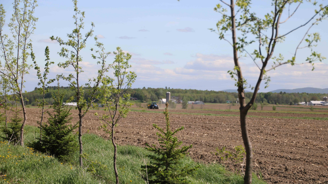 L'agroforesterie : quels bénéfices pour la production de grandes cultures au Québec?