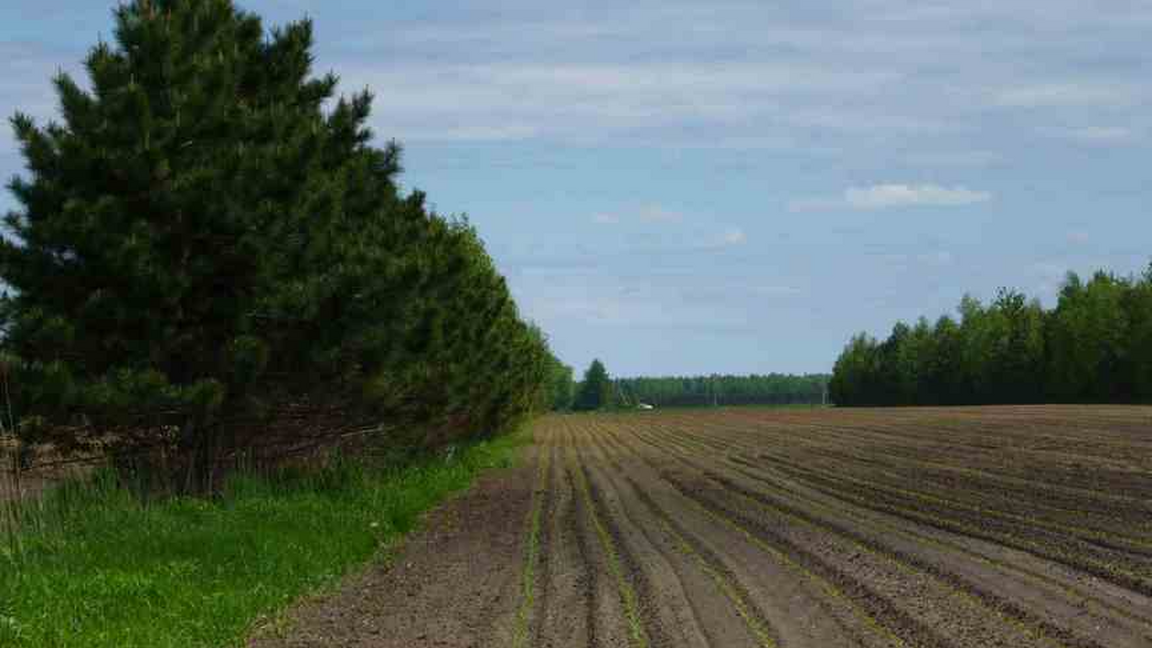 L'agroforesterie : quels bénéfices pour la production maraîchère au Québec?
