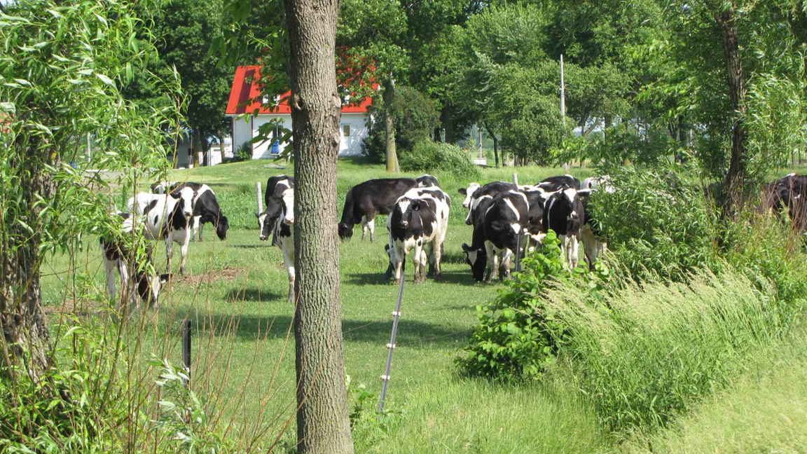 L'agroforesterie : quels bénéfices pour les productions laitière et de bovin de boucherie au Québec?