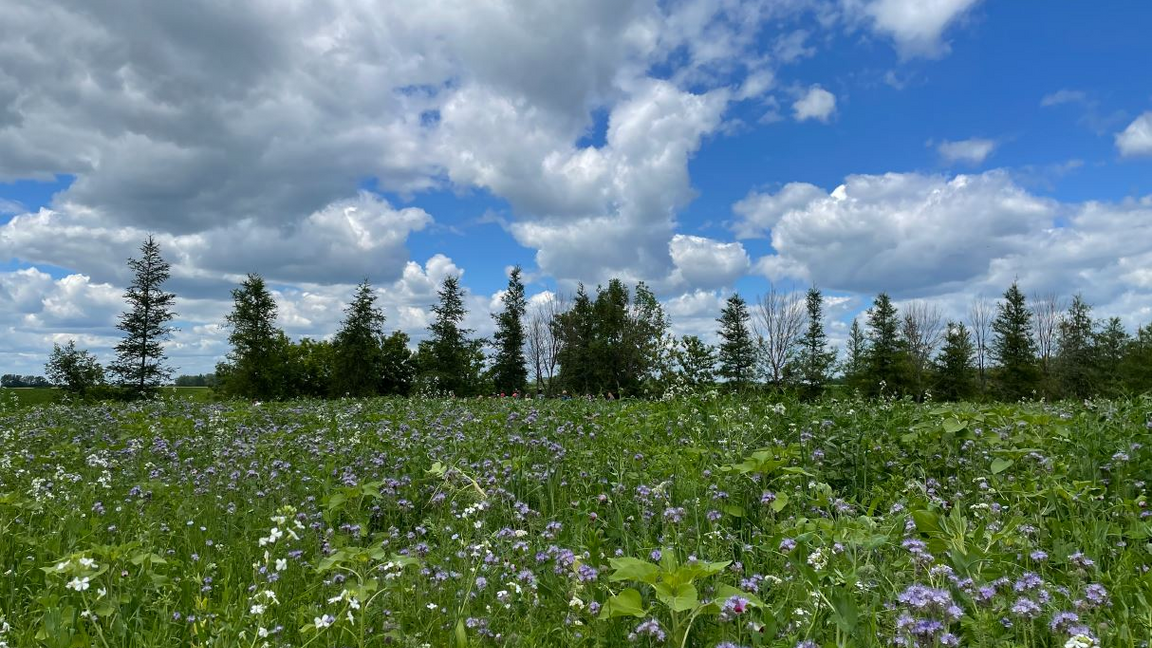 Journée Cultures de couverture 2026