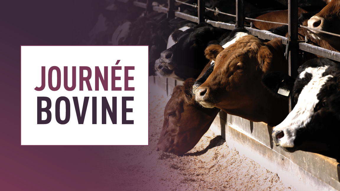 Journée bovine à la Ferme Miclem inc. en Montérégie
