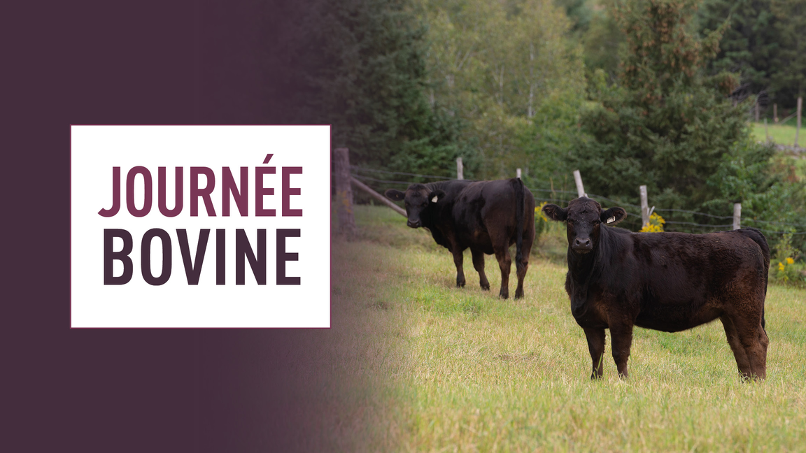 Journée bovine au Ranch Ducharme en Montérégie