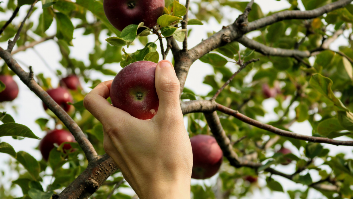Autocueillette de fruits et légumes