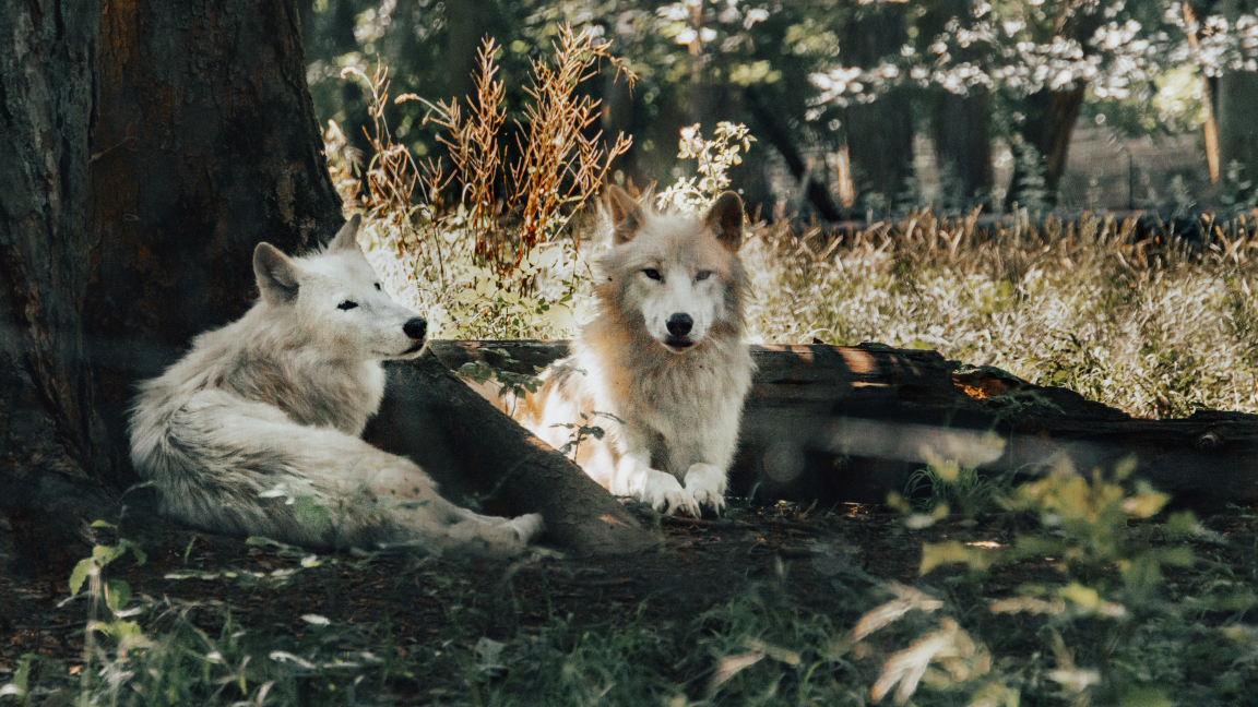 Visite d'un centre de réhabilitation de la faune (Miller Zoo)