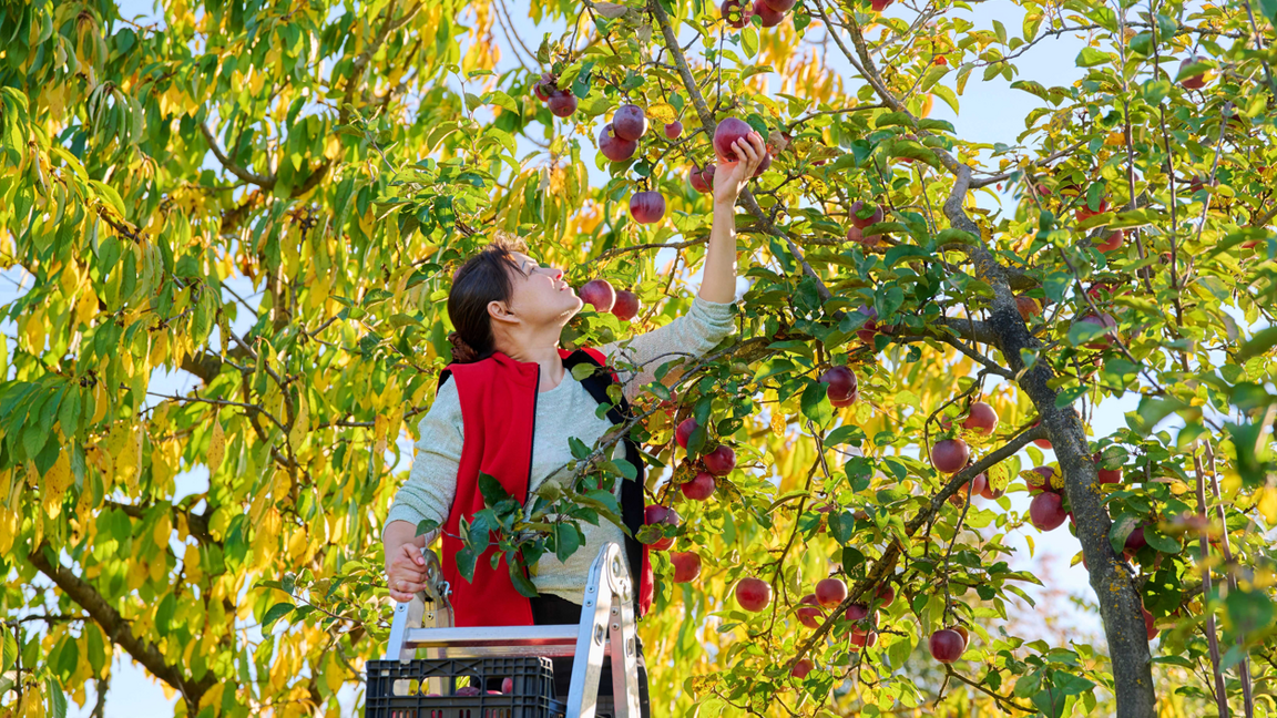 Cueillette de pommes à l’Île d’Orléans