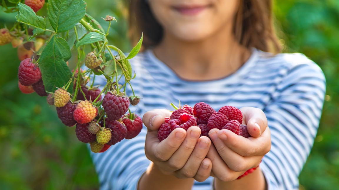 Raspberry picking