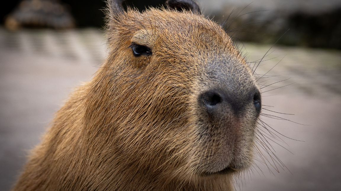 Club Capybara (7 ans+)
