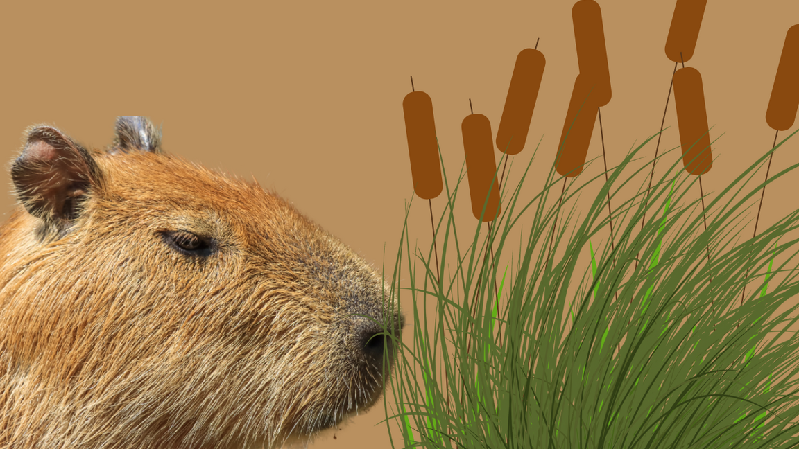 Une oasis pour Carlos le capybara (6 ans+)