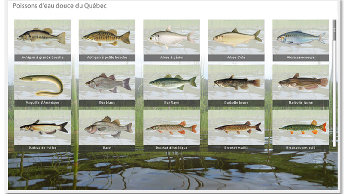 Un étang à poissons : activité de vulgarisation scientifique avec le BiCÉab