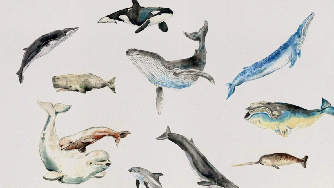 Les baleines, avec l'illustratrice Cathy Faucher (6 ans et plus)