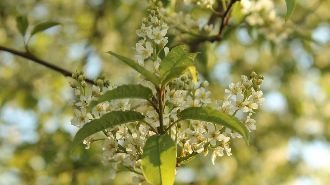 Atelier – Plantes indigènes et pollinisateurs