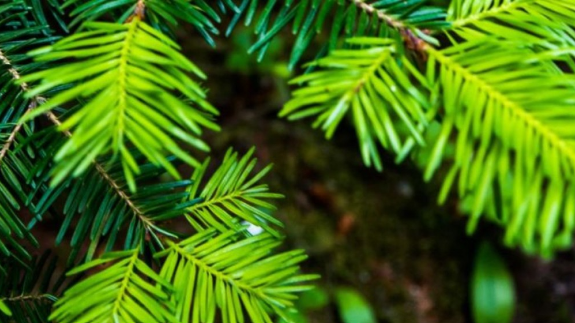 Découverte des secrets de la flore et des écosystèmes boréaux