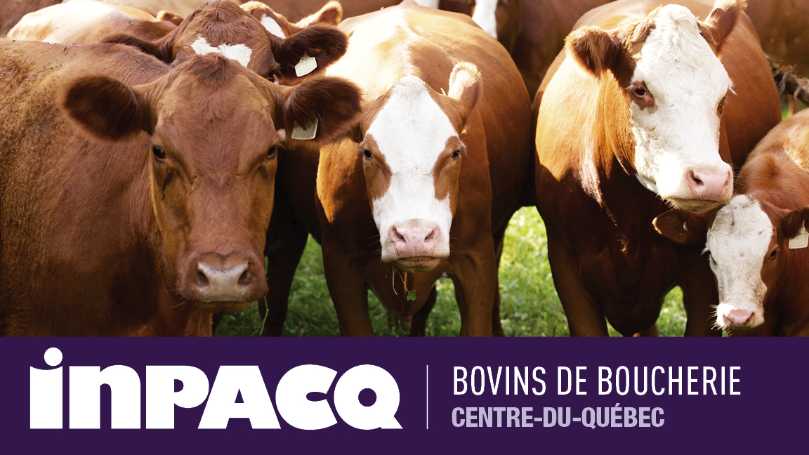 INPACQ Bovins de boucherie Centre-du-Québec