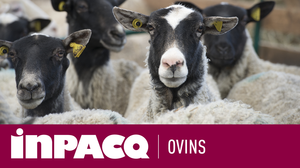 INPACQ ovins