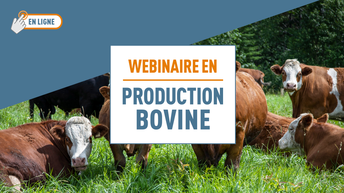 Webinaire en production bovine