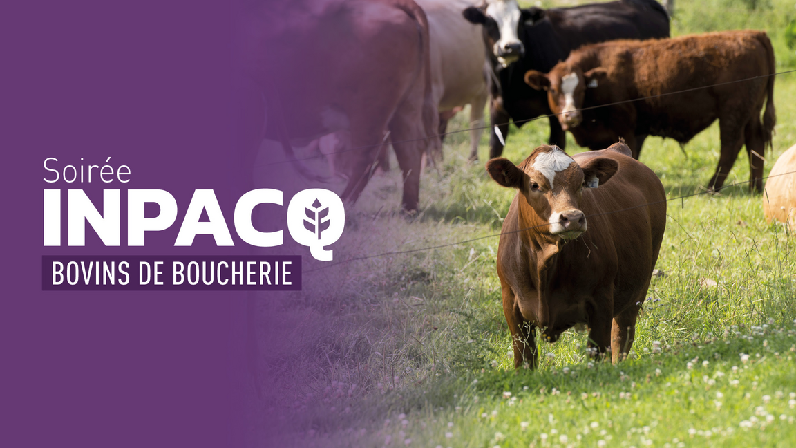 Soirée INPACQ bovins de boucherie | Centre-du-Québec