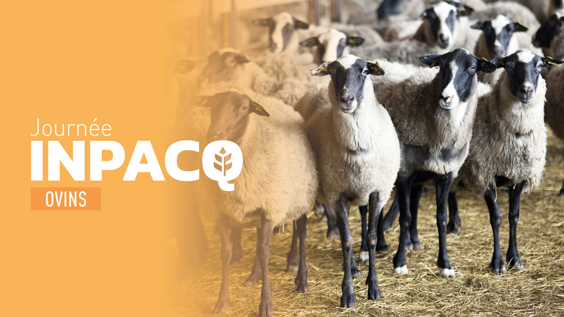 Journée INPACQ ovins