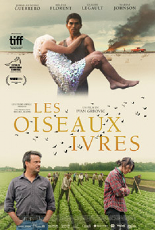 Oiseaux ivres, Les