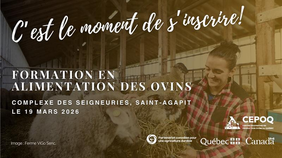 Formation en alimentation ovine