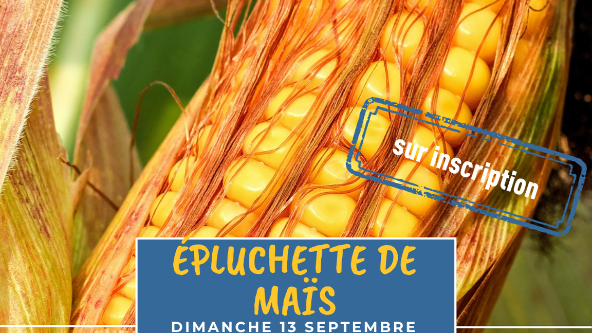 Épluchette de maïs