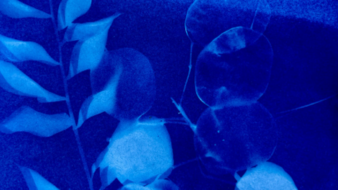 Cyanotypes secs et cyanotypes mouillés
