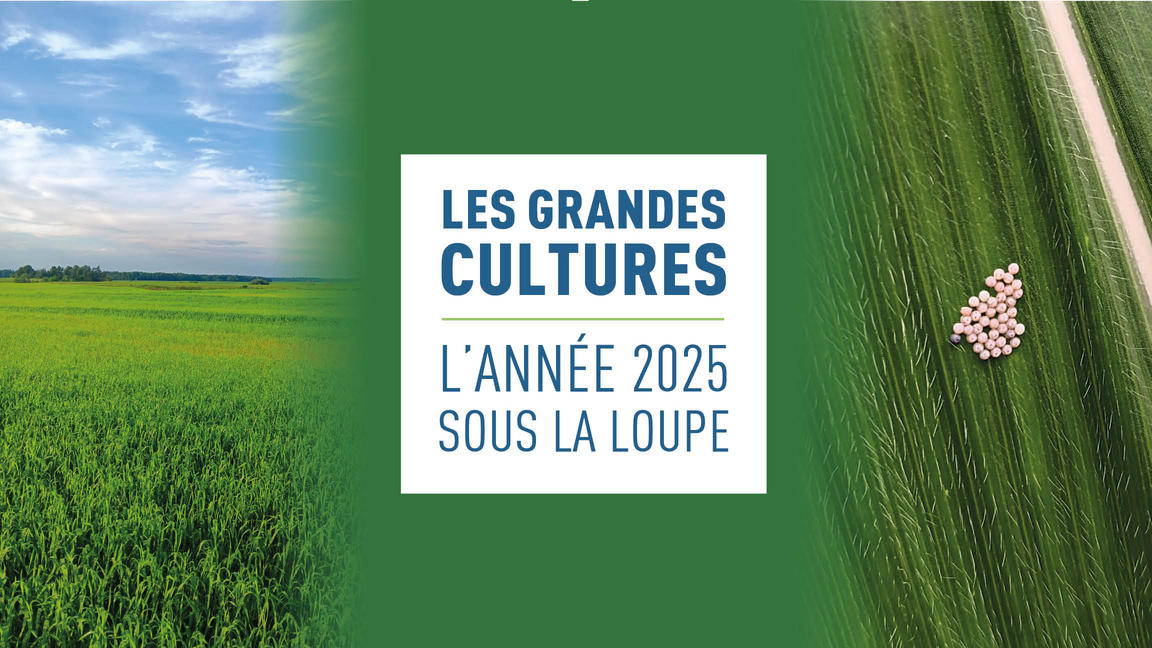 Les grandes cultures : l’année 2025 sous la loupe