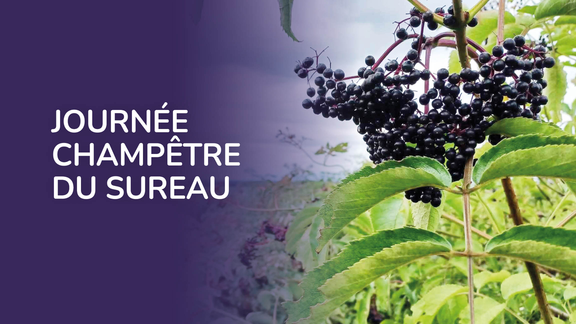 Journée champêtre du sureau