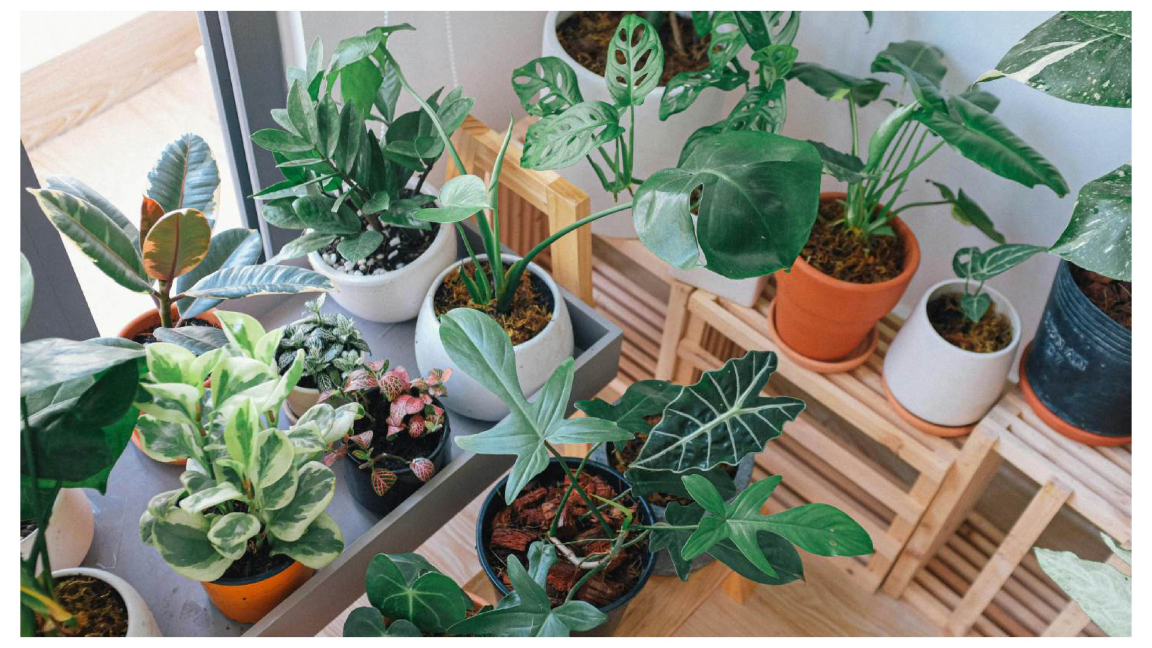Comment garder vos plantes d’intérieur en vie pendant l’hiver ?